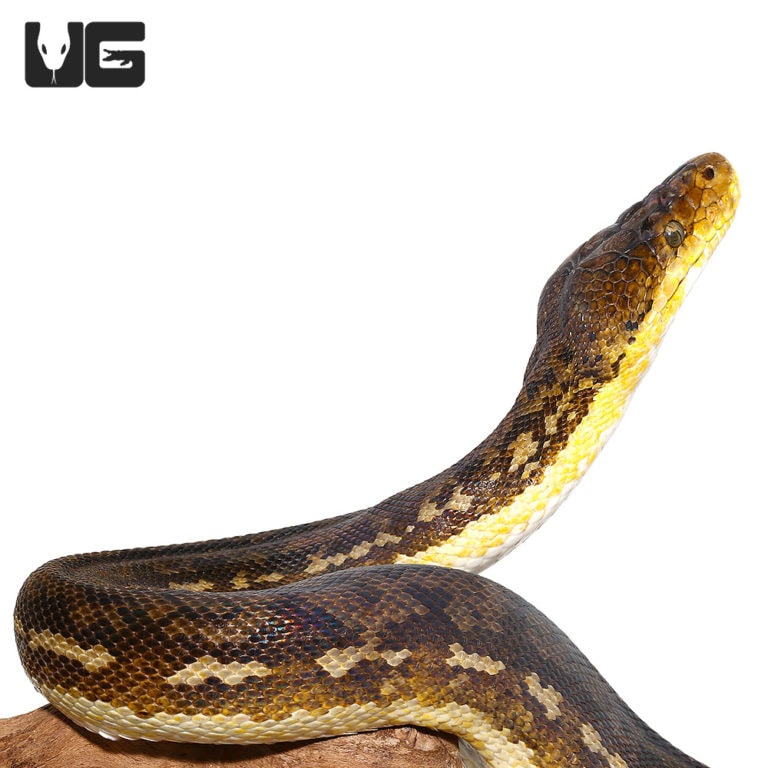 Adult Timor Python (Malayopython timoriensis) For Sale - Underground ...