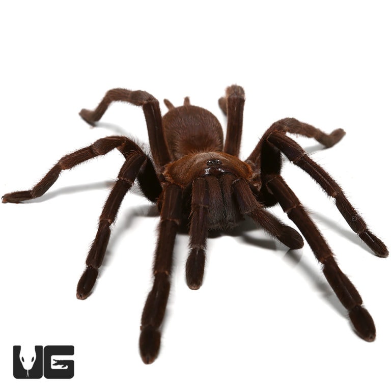 Vietnam Blue Tarantula (Chilobrachys dyscolus) For Sale - Underground ...