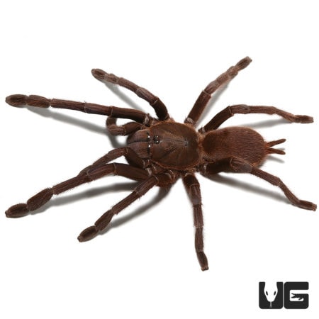 Vietnam Blue Tarantula (Chilobrachys dyscolus) For Sale - Underground Reptiles