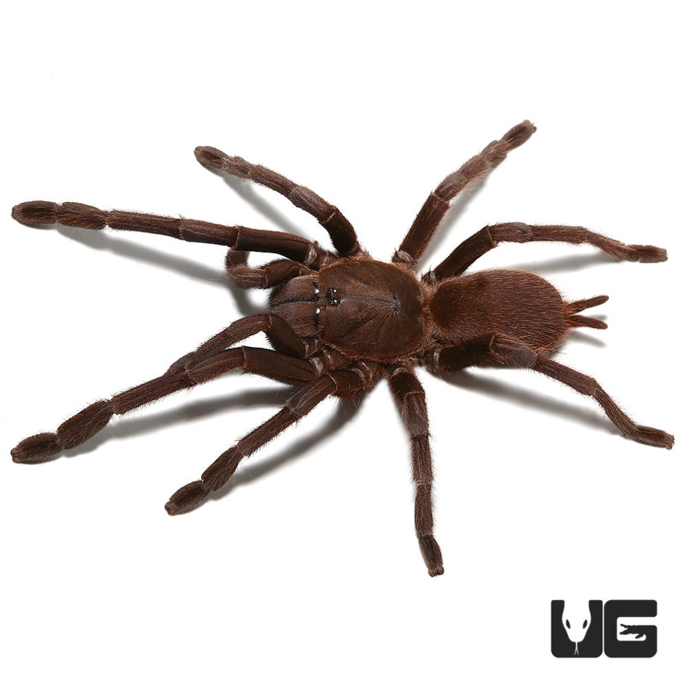 Vietnam Blue Tarantula (Chilobrachys dyscolus) For Sale Underground