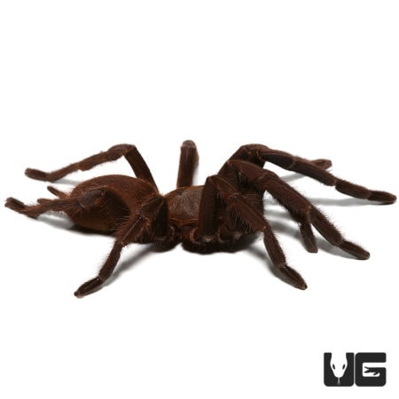 Vietnam Blue Tarantula (Chilobrachys dyscolus) For Sale - Underground Reptiles
