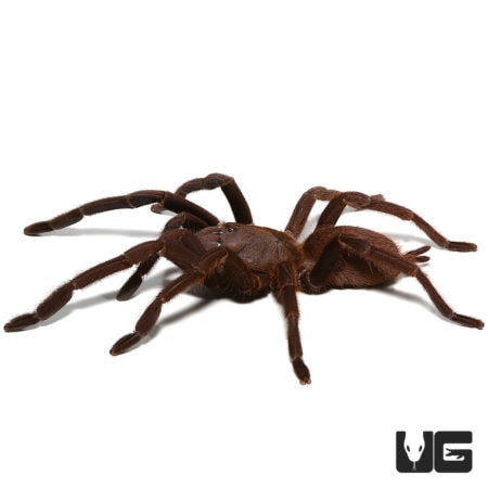 Vietnam Blue Tarantula, 4-inch, exotic arachnid for reptile enthusiasts. Perfect for tarantula lover.