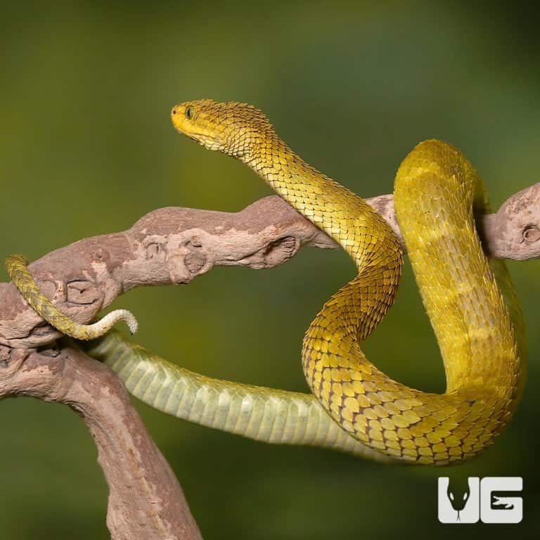 Venomous Snakes & Lizards For Sale - Underground Reptiles