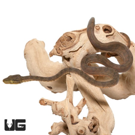 Captive Bred Amazon Tree Boas For Sale - Underground Reptiles