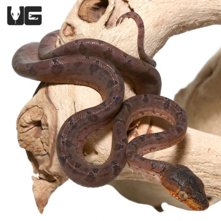Captive Bred Amazon Tree Boas For Sale - Underground Reptiles