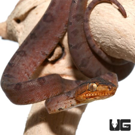Captive Bred Amazon Tree Boas For Sale - Underground Reptiles