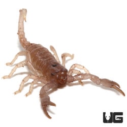 Congo Emperor Scorpion For Sale - Underground Reptiles