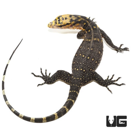 Baby Cumming's Water Monitors (Varanus cummingi) For Sale - Underground Reptiles