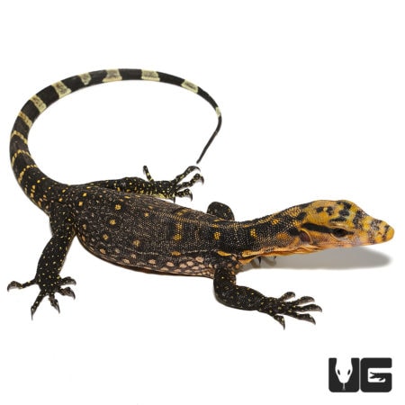 Baby Cumming's Water Monitors (Varanus cummingi) For Sale - Underground Reptiles