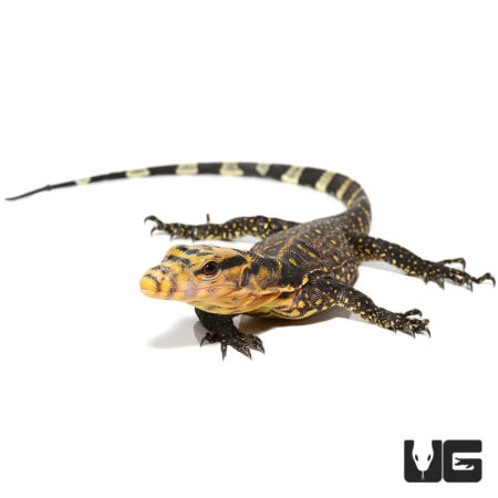 Baby Cumming's Water Monitors (Varanus cummingi) For Sale - Underground Reptiles