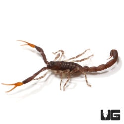 Florida Bark Scorpions (Centruroides gracilis) For Sale - Underground Reptiles