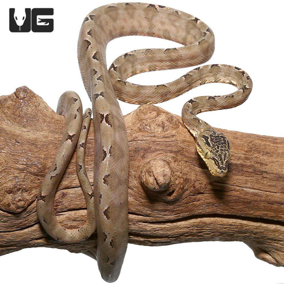 Baby Amazon Tree Boas For Sale Underground Reptiles