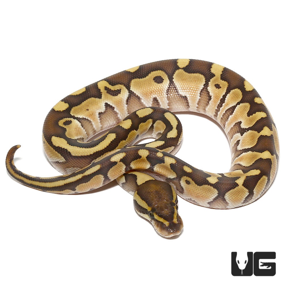 Ball Pythons For Sale - Underground Reptiles