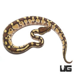 Baby Pastel Lesser Ball Pythons For Sale - Underground Reptiles