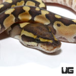 Baby Pastel Lesser Ball Pythons For Sale - Underground Reptiles