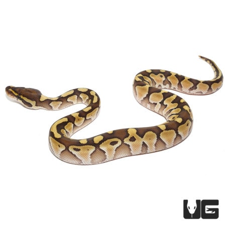 Baby Pastel Lesser Ball Pythons For Sale - Underground Reptiles
