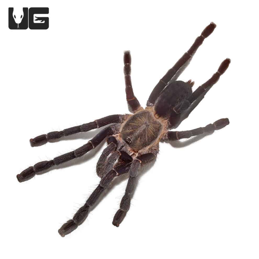 Big Black Earth tiger Tarantula (Cyriopagopus sp big black) For Sale