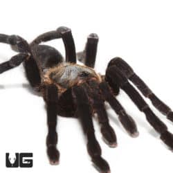 Big Black Earth tiger Tarantula (Cyriopagopus sp big black) For Sale - Underground Reptiles