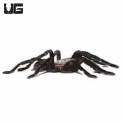 Big Black Earth tiger Tarantula (Cyriopagopus sp big black) For Sale - Underground Reptiles