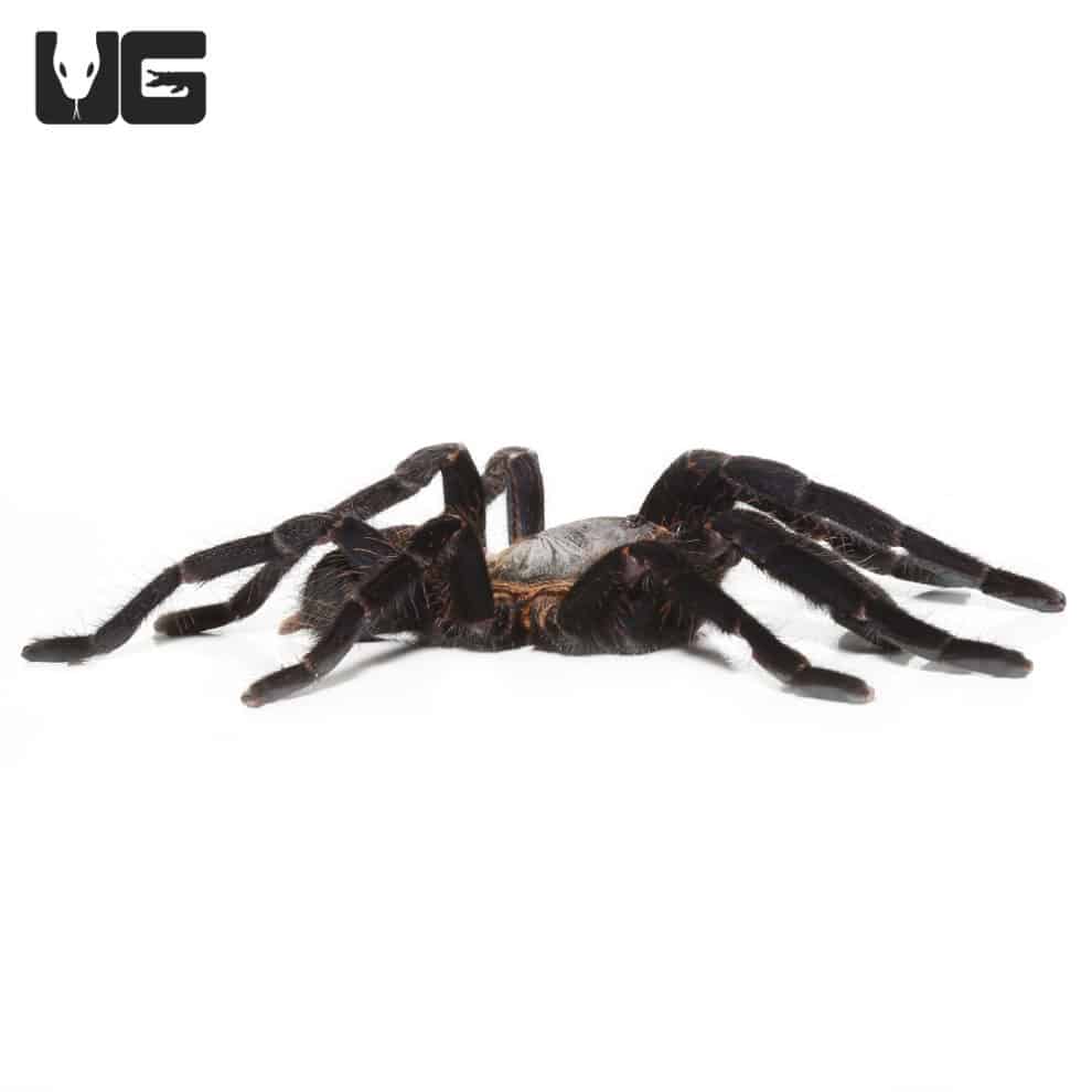 Big Black Earth tiger Tarantula (Cyriopagopus sp big black) For Sale