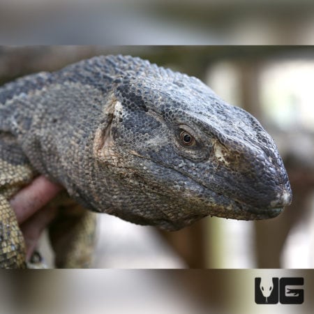 Black Throat Monitors For Sale - Underground Reptiles
