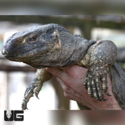 Black Throat Monitors For Sale - Underground Reptiles