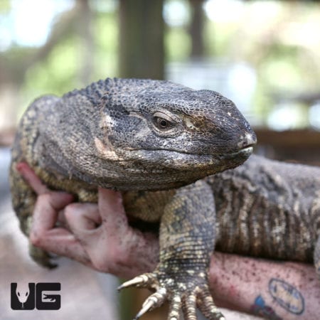 Large lizard held gently on a person's hand outdoors.