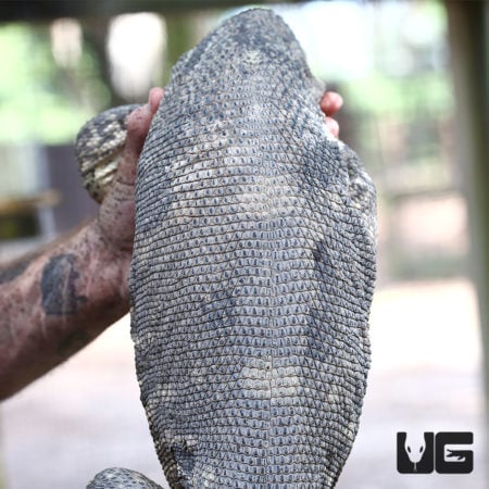 Black Throat Monitors For Sale - Underground Reptiles