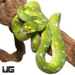 Female Blue Biak Green Tree Pythons For Sale - Underground Reptiles