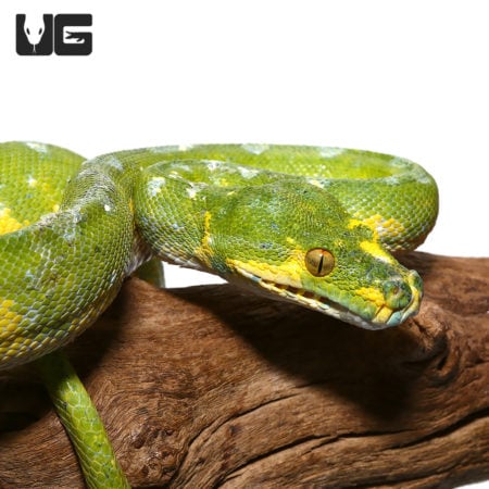 Green Tree Python on branch.