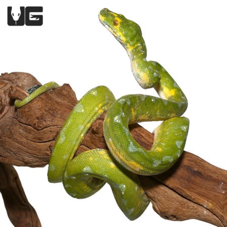 Green Biak Green Tree Python on branch.