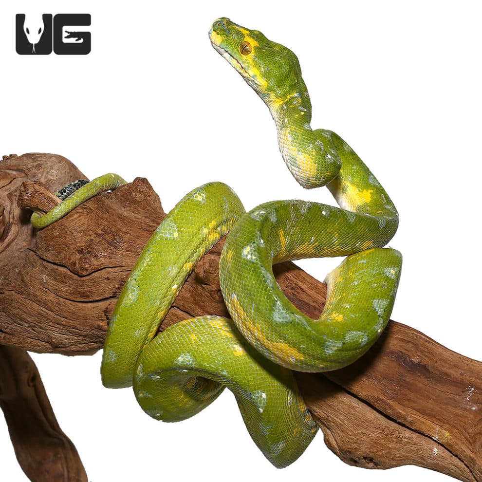 Adult Aru Green Tree Python for sale Underground Reptiles