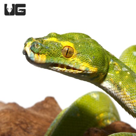 Green Tree Python close-up, showcasing vibrant coloration and textured scales.