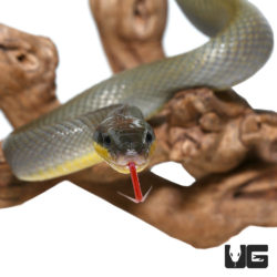 Cave Dwelling Snakes For Sale - Underground Reptiles