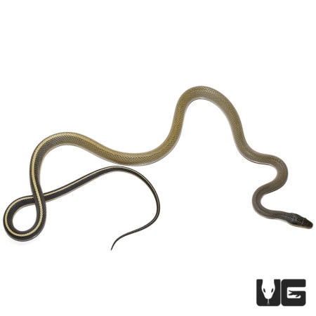 Cave Dwelling Snakes For Sale - Underground Reptiles