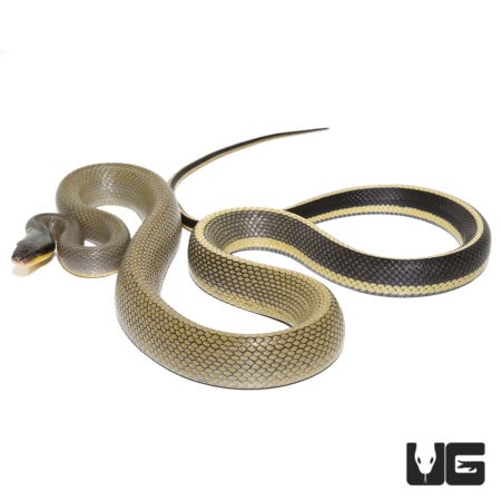 Cave Dwelling Snake with smooth, patterned scales, perfect for reptile enthusiasts.