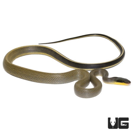 Cave Dwelling Snakes For Sale - Underground Reptiles