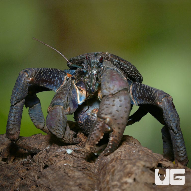 moon-crabs-gecarcinus-quadratus-for-sale-underground-reptiles