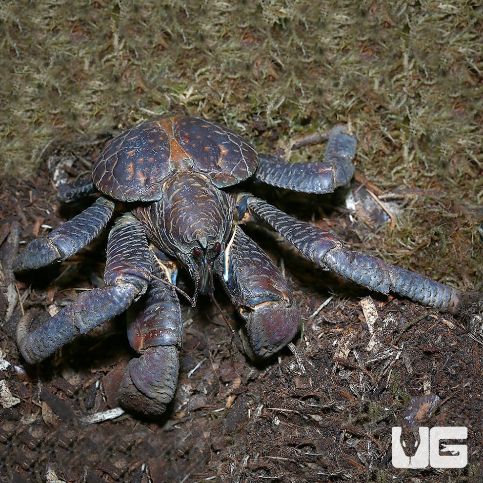 Moon Crabs For Sale - Underground Reptiles