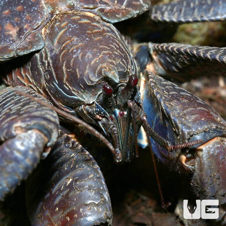 Moon Crabs For Sale Underground Reptiles