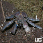 Coconut Crab For Sale - Underground Reptiles