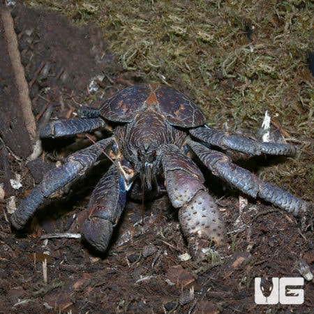 Coconut Crab For Sale - Underground Reptiles
