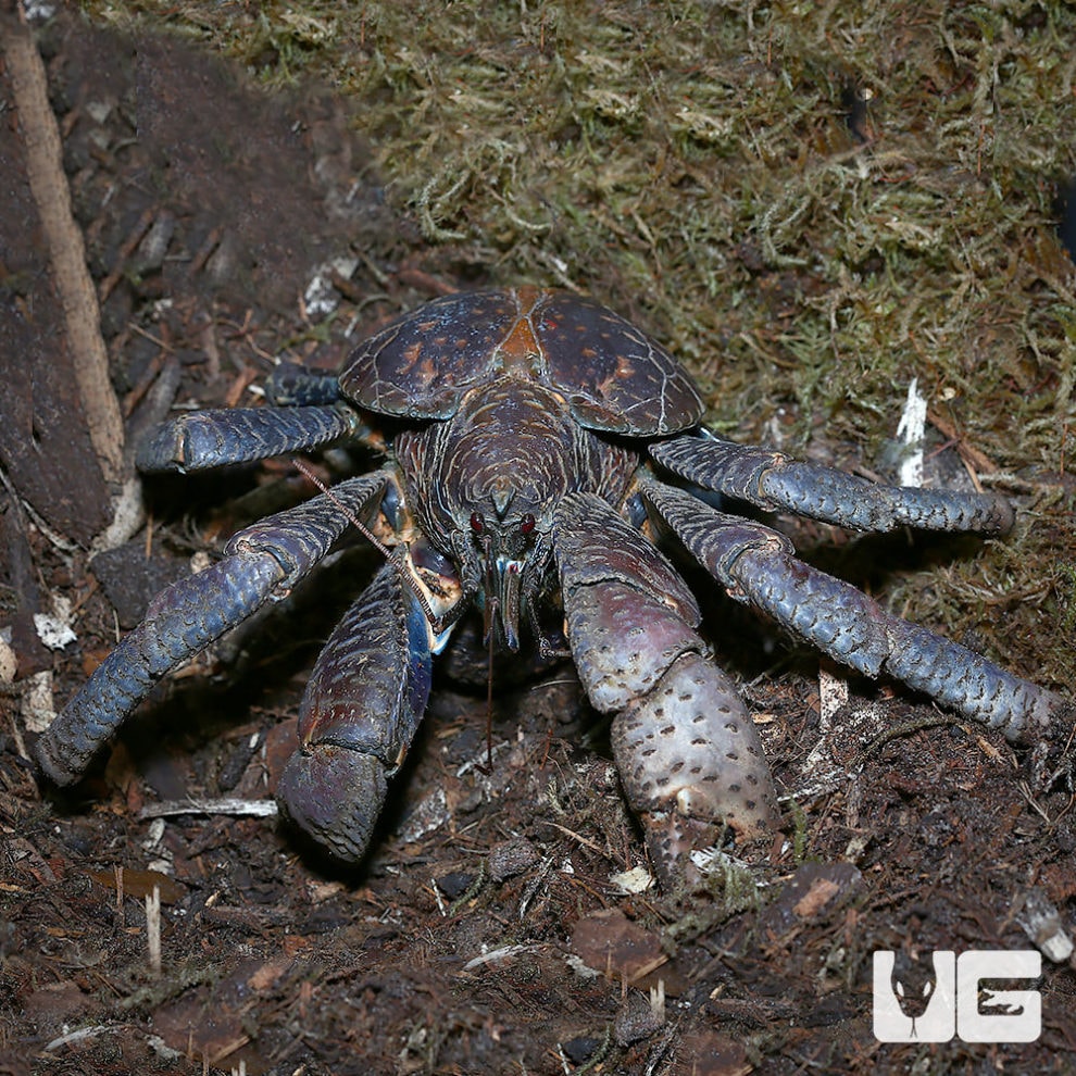 Moon Crabs For Sale - Underground Reptiles