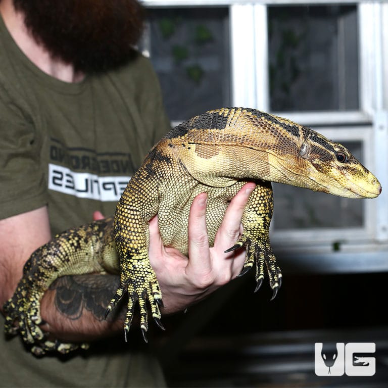 Male Cumming's Water Monitor (Varanus cummingi) For Sale Underground