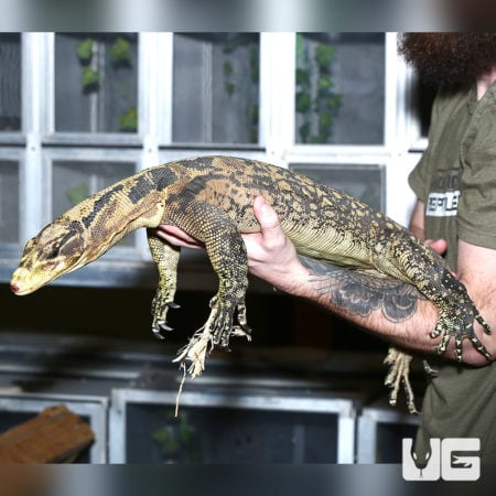 Male Cumming's Water Monitor being held by a person in a reptile store.
