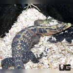 Cumming's Water Monitor For Sale - Underground Reptiles