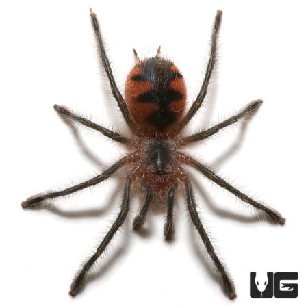 Ecuadorian Black Birdeater Tarantula close-up, showcasing its distinctive black and orange coloratio.
