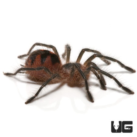 Ecuadorian Black Birdeater Tarantula For Sale - Underground Reptiles