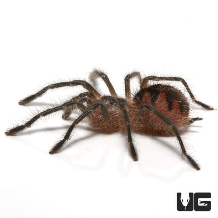 Ecuadorian Black Birdeater Tarantula For Sale - Underground Reptiles
