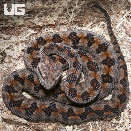 Elegant Pit Viper pair resting on natural substrate.
